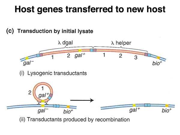 specialized transduction