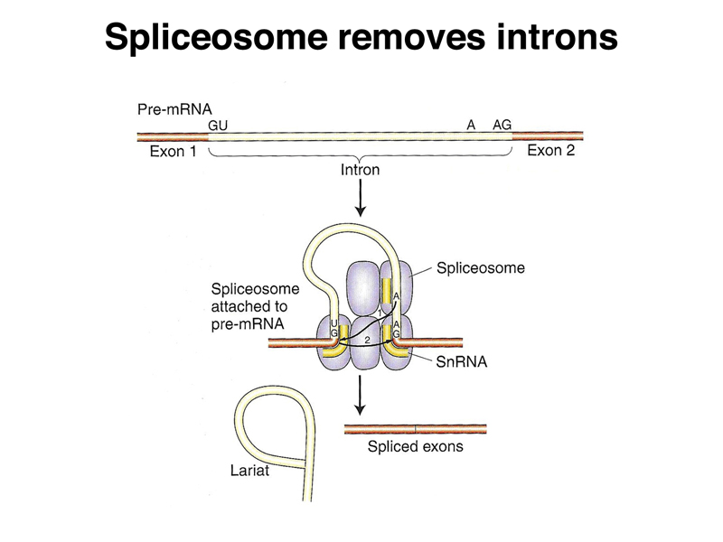 spliceosome