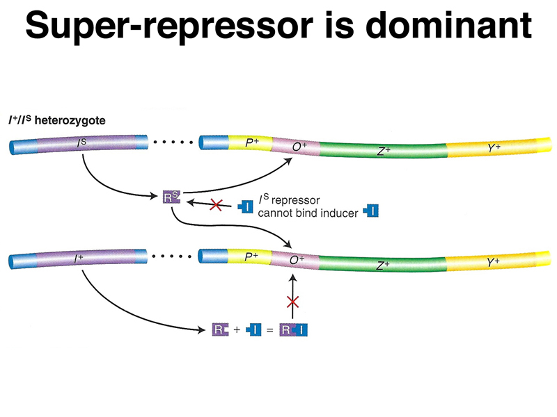 lac operon