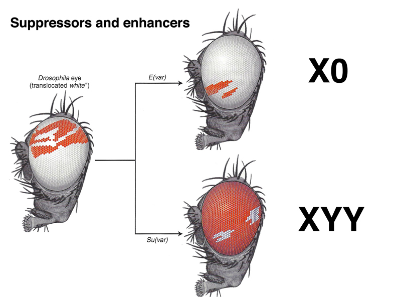 position-effect variegation