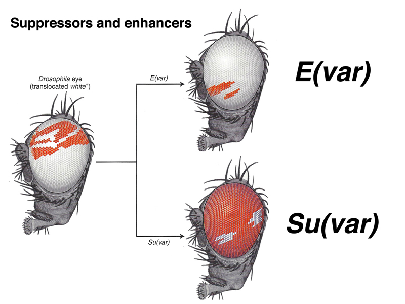 position-effect variegation