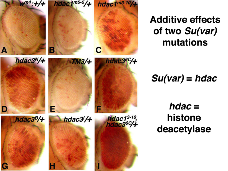 position-effect variegation