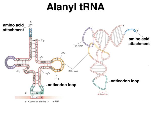 tRNA