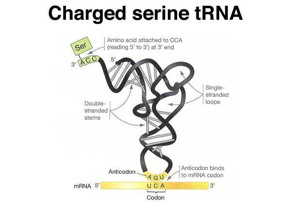 tRNA