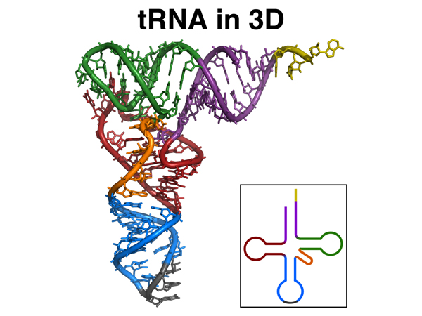 tRNA