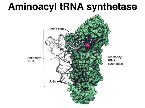 tRNA