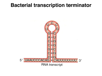 prokaryotic termination