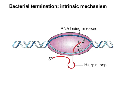 eukaryotic termination