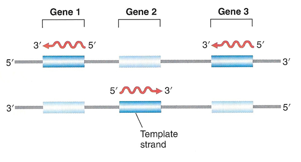 transcription