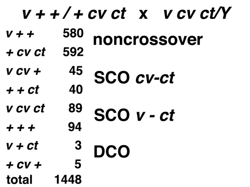 three-factor cross