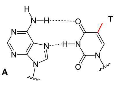 uracil base pair