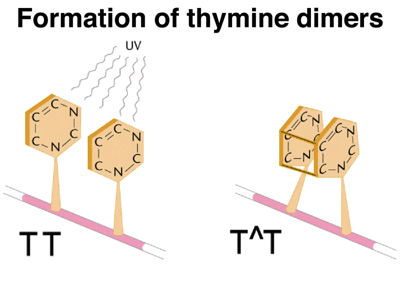 thymine dimer