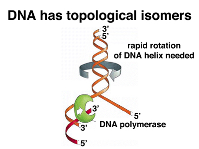 DNA replication