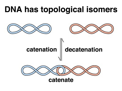 DNA replication