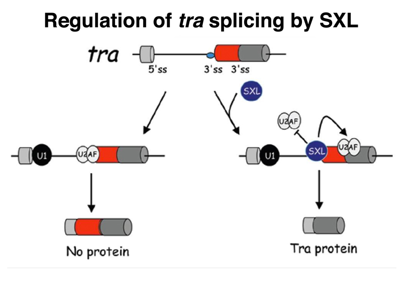 tra