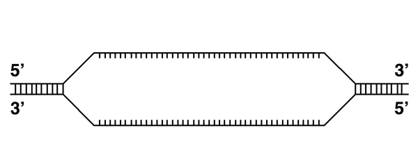 transcription