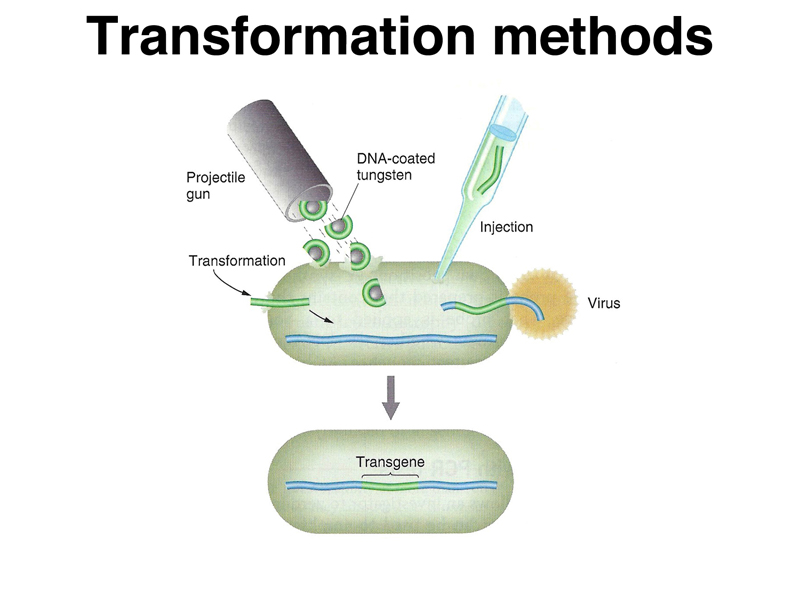 recombinant DNA