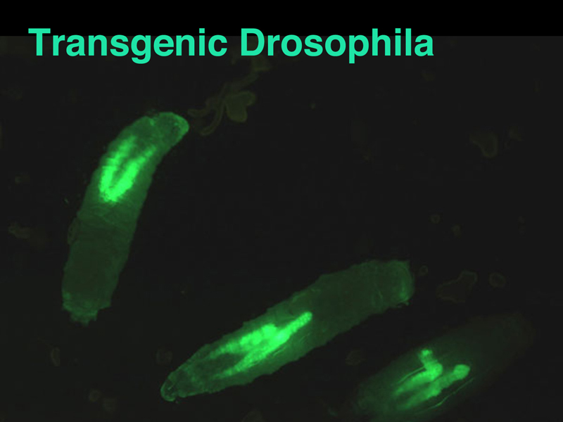 recombinant DNA