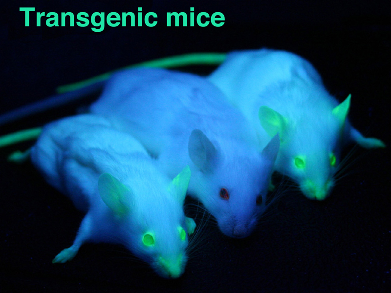 recombinant DNA