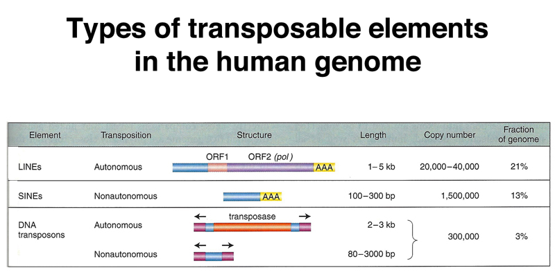 genome structure