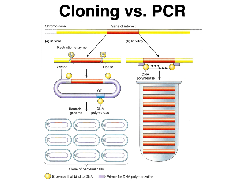 cloning