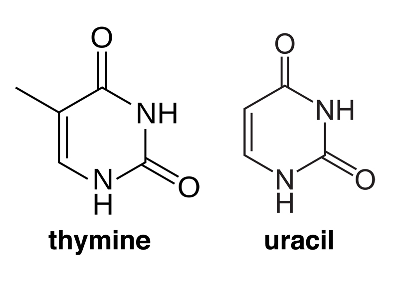 uracil