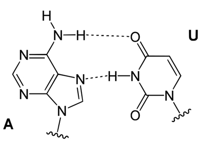 uracil base pair