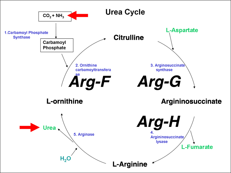 urea cycle