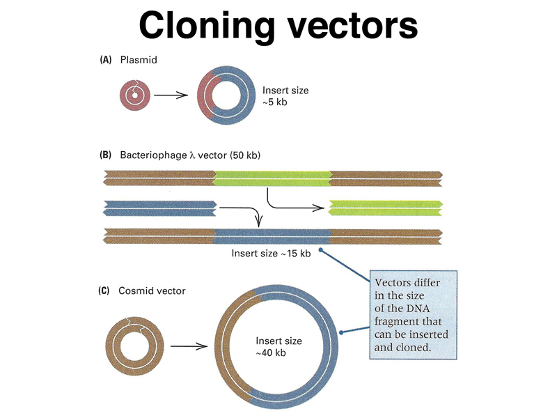 cloning