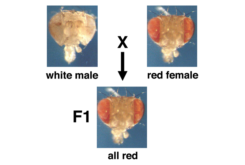 Drosophila white