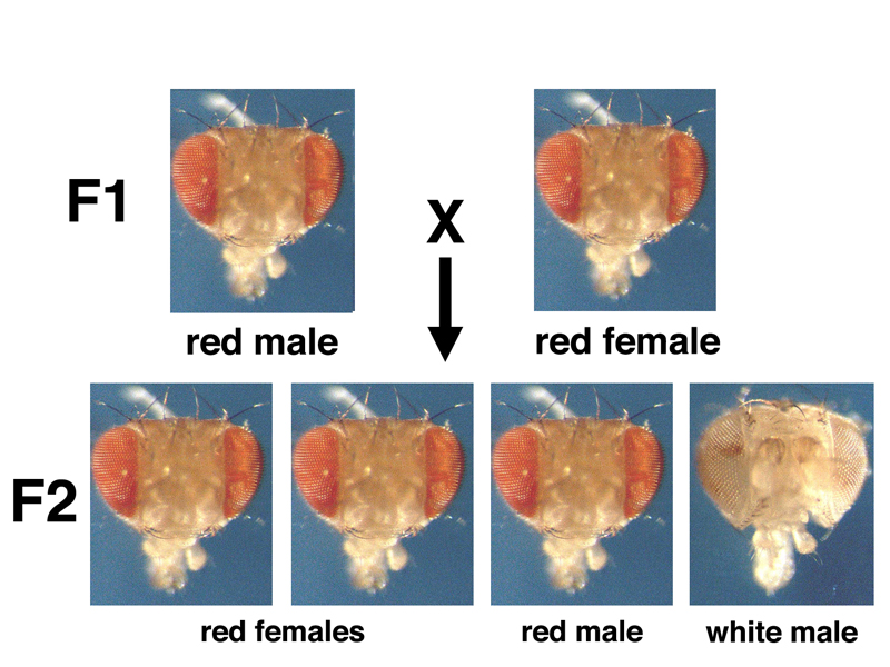 Drosophila white