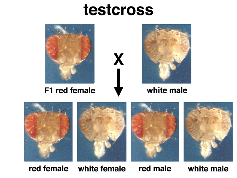 Drosophila white