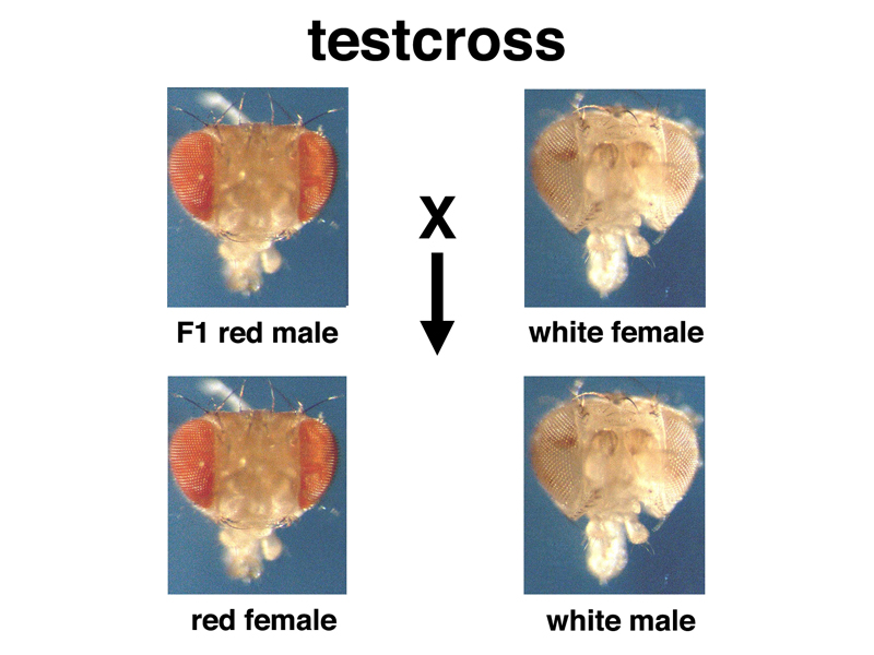 Drosophila white