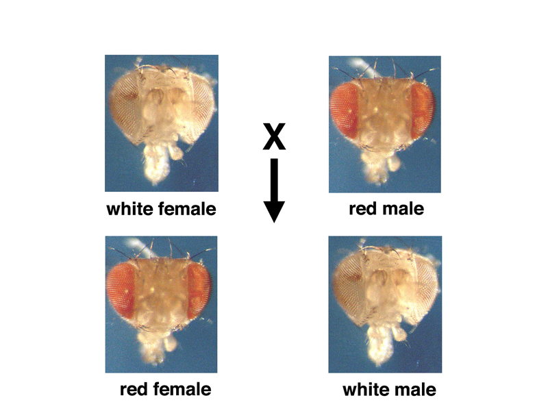 Drosophila white