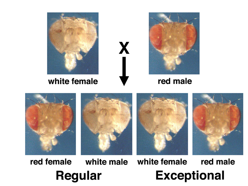 Drosophila white
