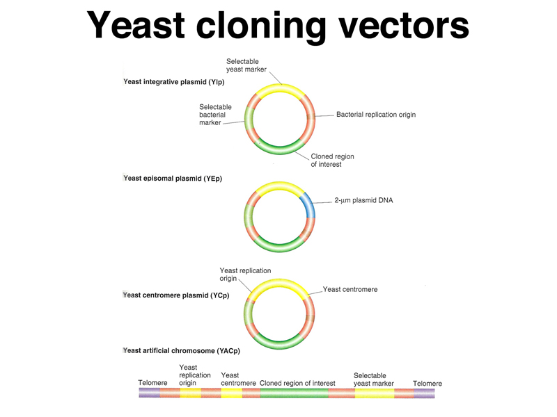 recombinant DNA