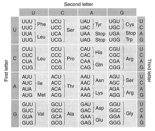 Universal Genetic Code Chart Answers