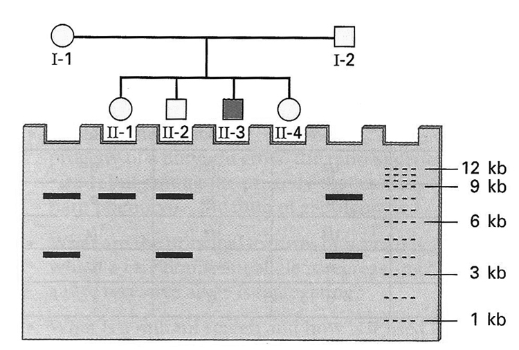 pedigree