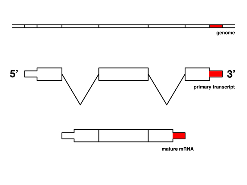 read exam ref 70 246 monitoring and operating a