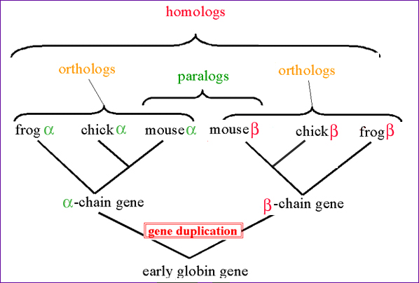 homologs