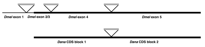 Gene Model