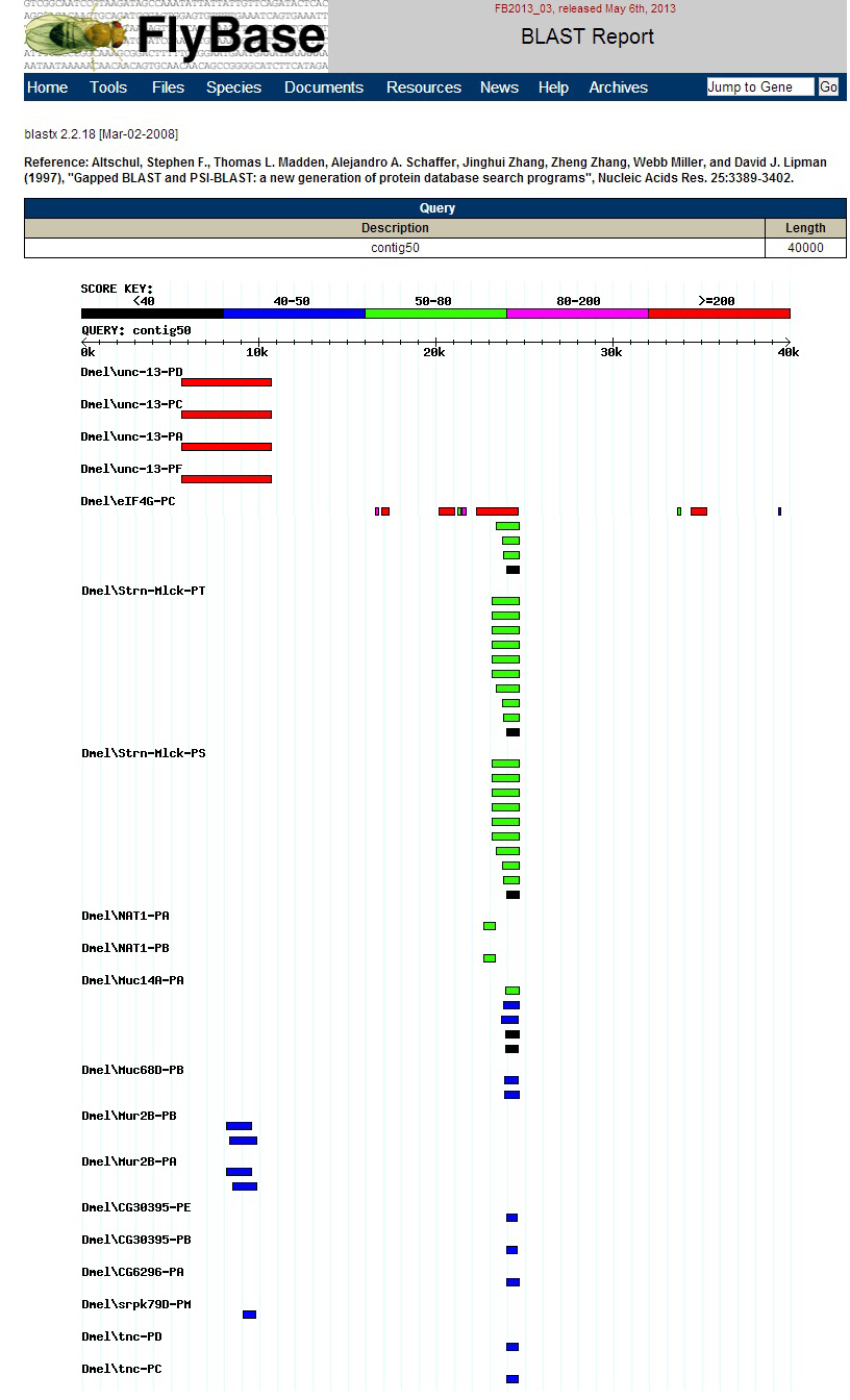 FlyBase BLAST graphic
